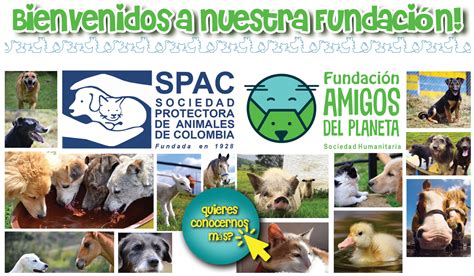 protectora patrulla canina opiniones|asociacion protectora de animales.